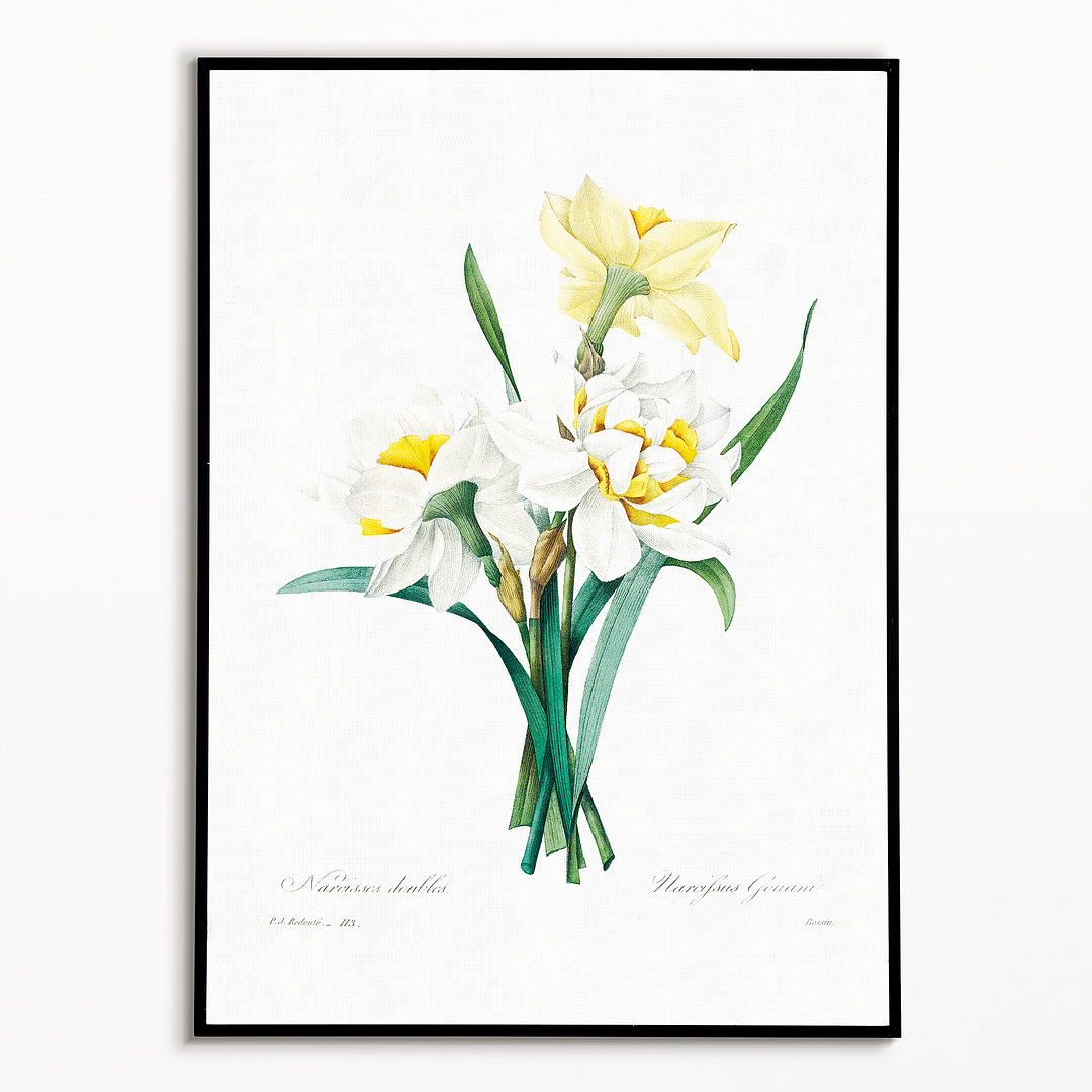 Double Daffodil by Pierre-Joseph Redouté - Art Print