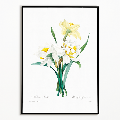 Double Daffodil by Pierre-Joseph Redouté - Art Print