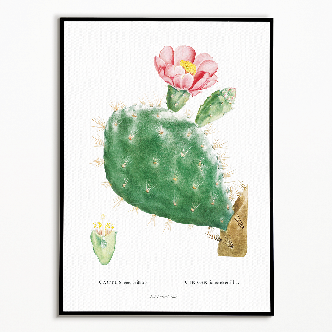 Cactus Cochenillifer By Pierre-Joseph Redouté. - Art Print