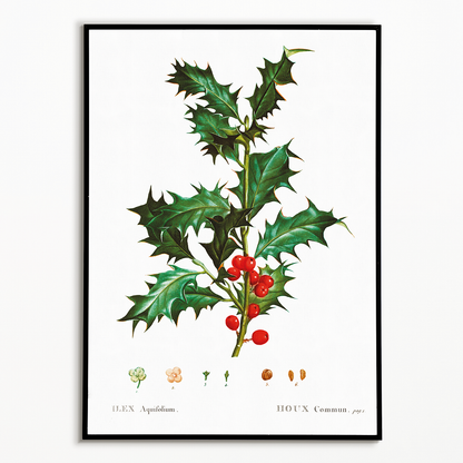 Common Holly By Pierre-Joseph Redouté - Art Print