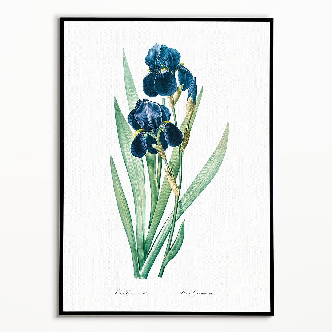 German Iris By Pierre-Joseph Redouté. - Art Print