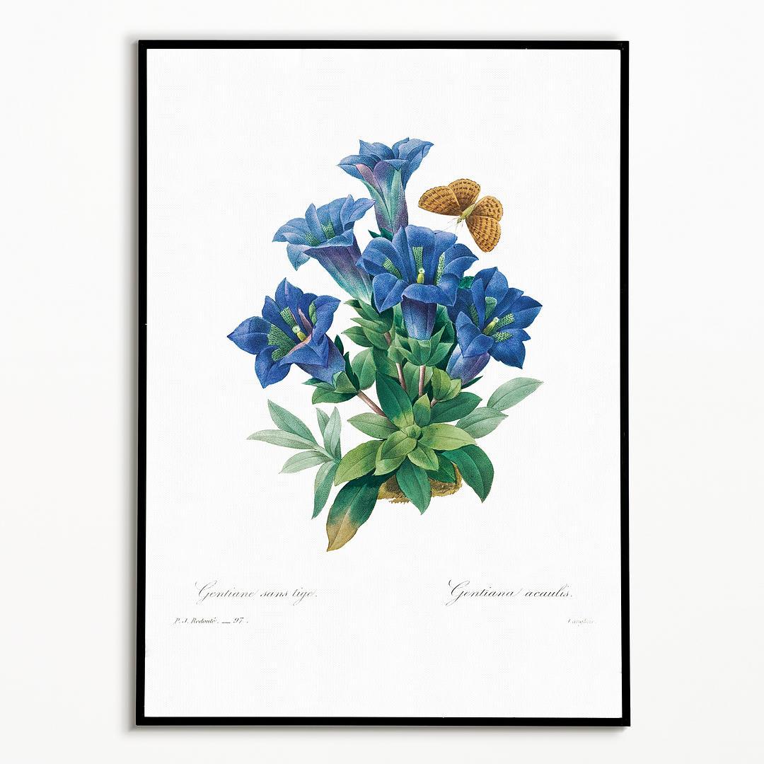 Gentiana Acaulis By Pierre-Joseph Redouté - Art Print