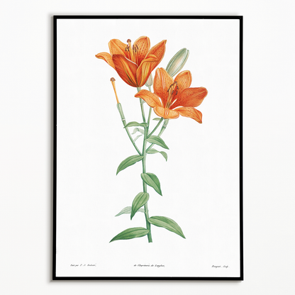 Orange bulbous lily By Pierre-Joseph Redouté - Art Print