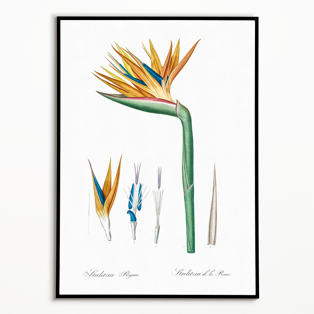 Bird of paradise By Pierre-Joseph Redouté. - Art Print