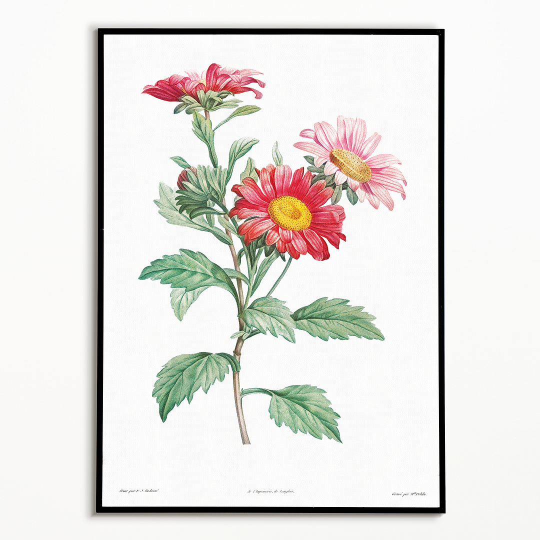 Red aster By Pierre-Joseph Redouté - Art Print