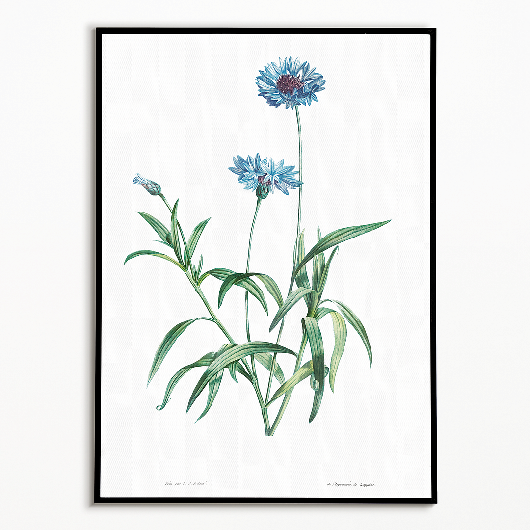 Blue flower By Pierre-Joseph Redouté - Art Print