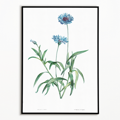 Blue flower By Pierre-Joseph Redouté - Art Print