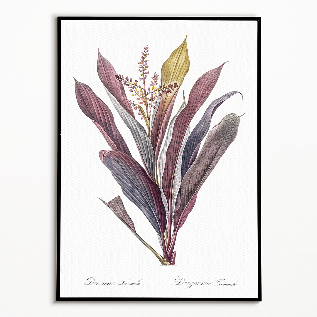 Cordyline fruticosa By Pierre-Joseph Redouté - Art Print