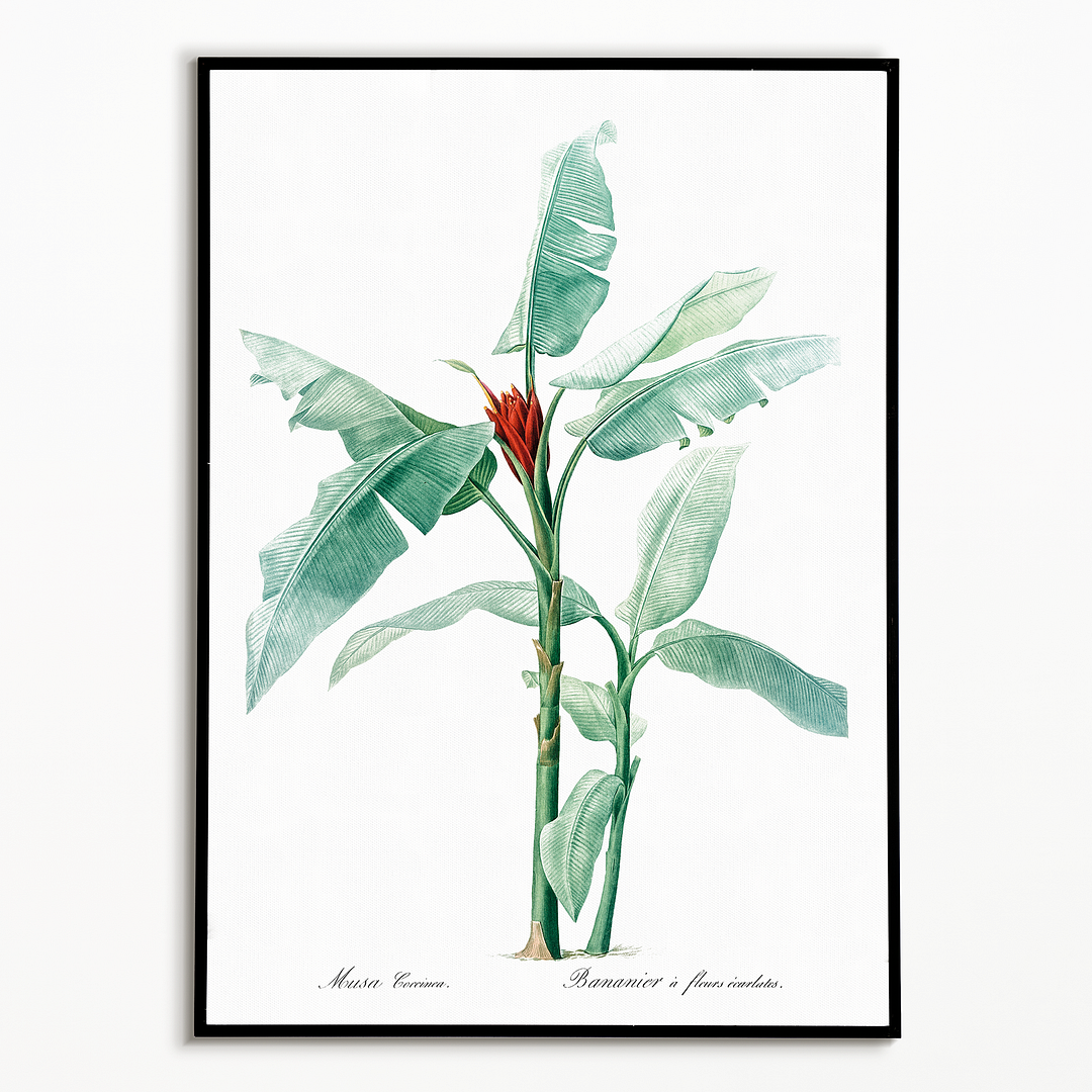 Scarlet banana By Pierre-Joseph Redouté - Art Print