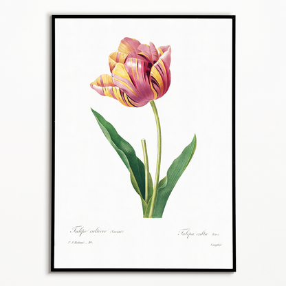 Tulip by Pierre-Joseph Redouté - Art Print