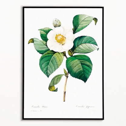 White Japanese camellia By Pierre-Joseph Redouté - Art Print