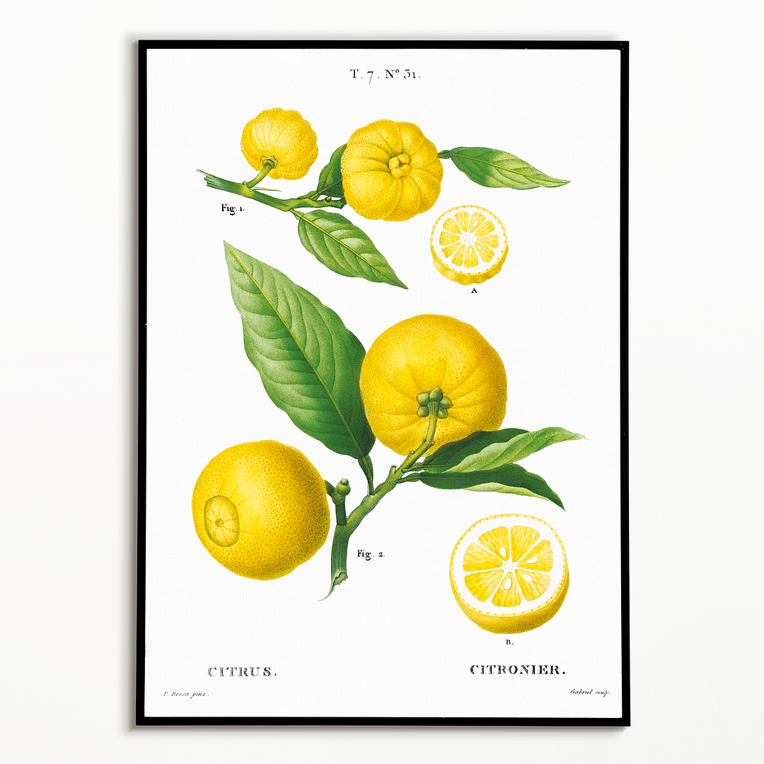 Clusters of citrus By Pierre-Joseph Redouté - Art Print