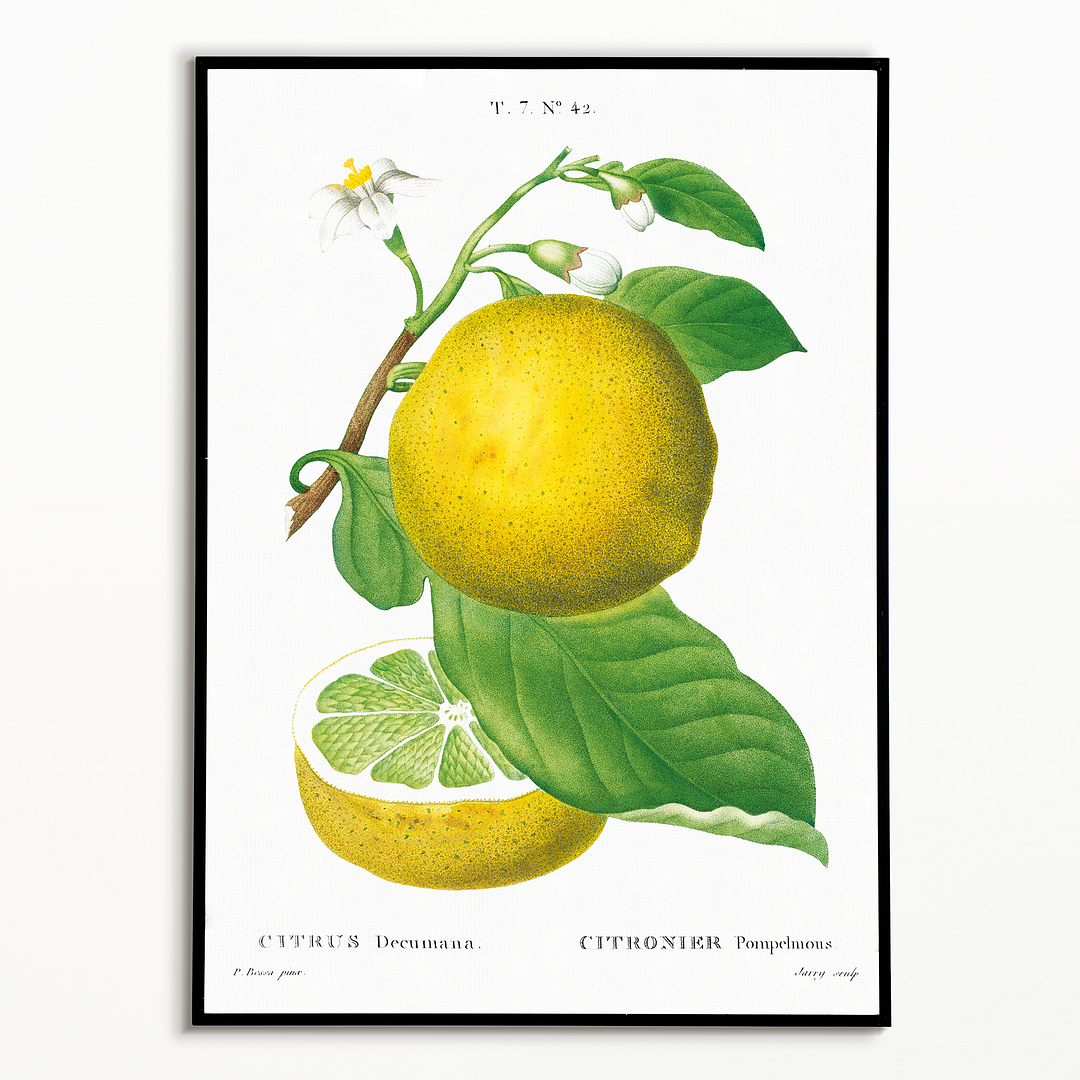 Grapefruit By Pierre-Joseph Redouté - Art Print