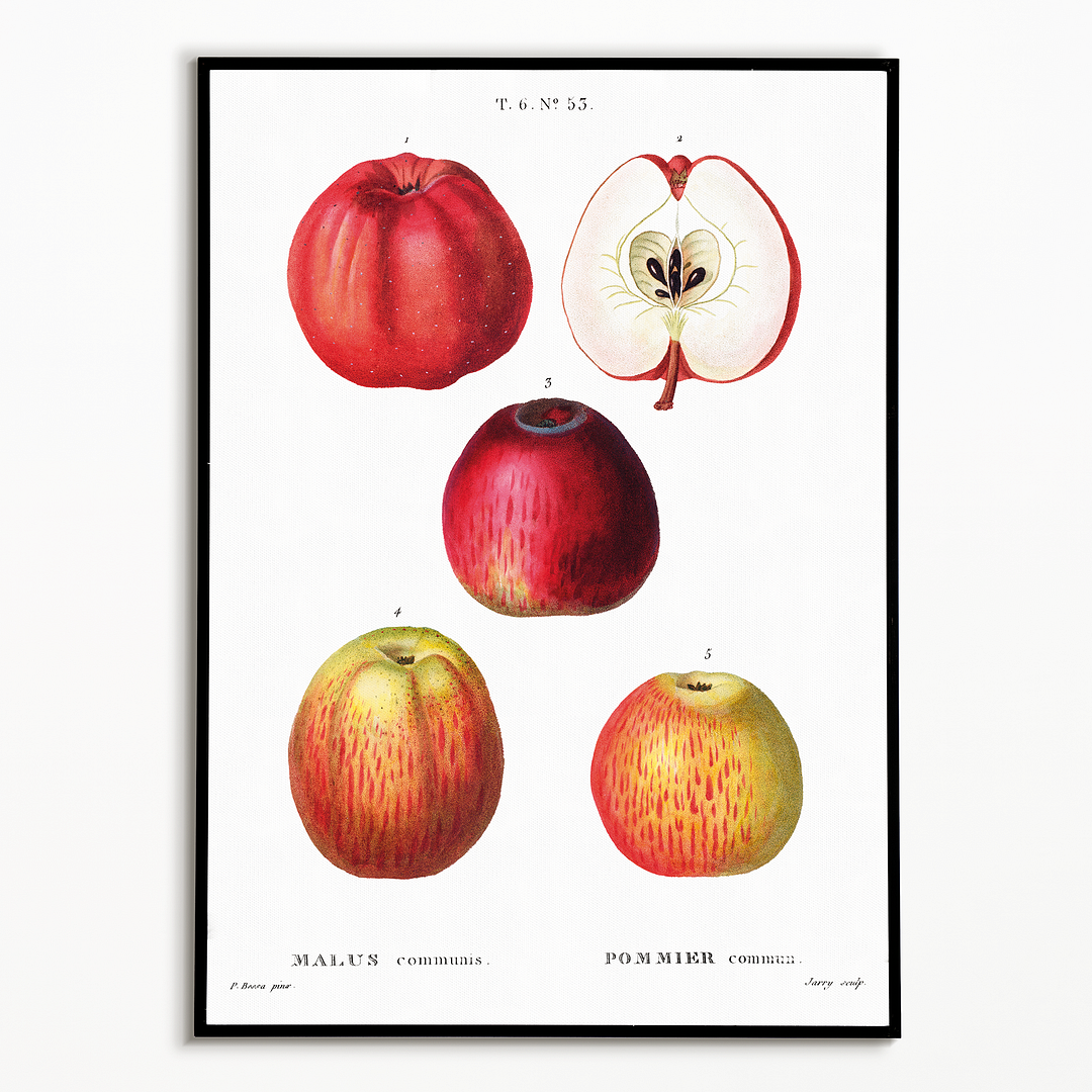 Apples by Pierre-Joseph Redouté - Art Print