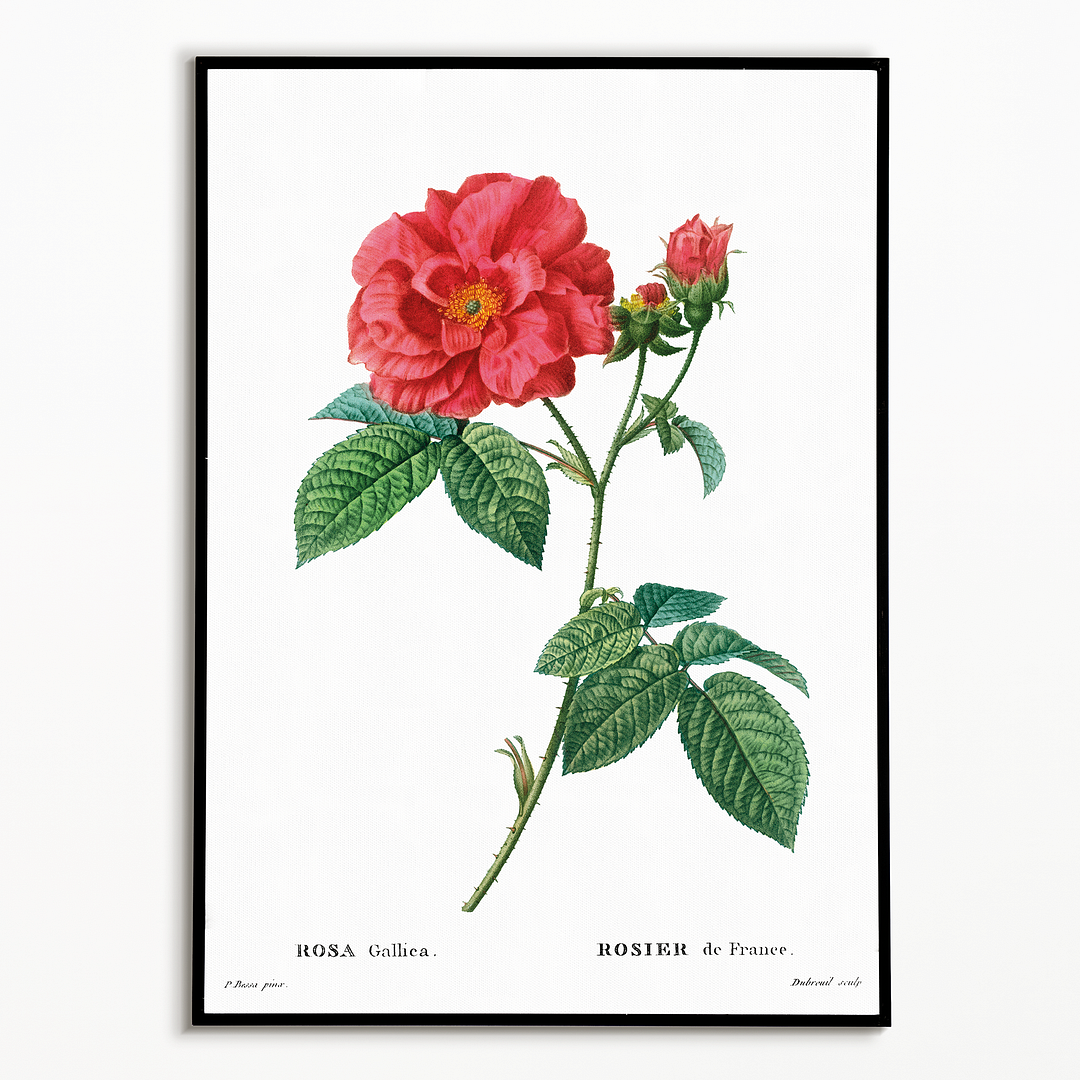 French rose By Pierre-Joseph Redouté - Art Print