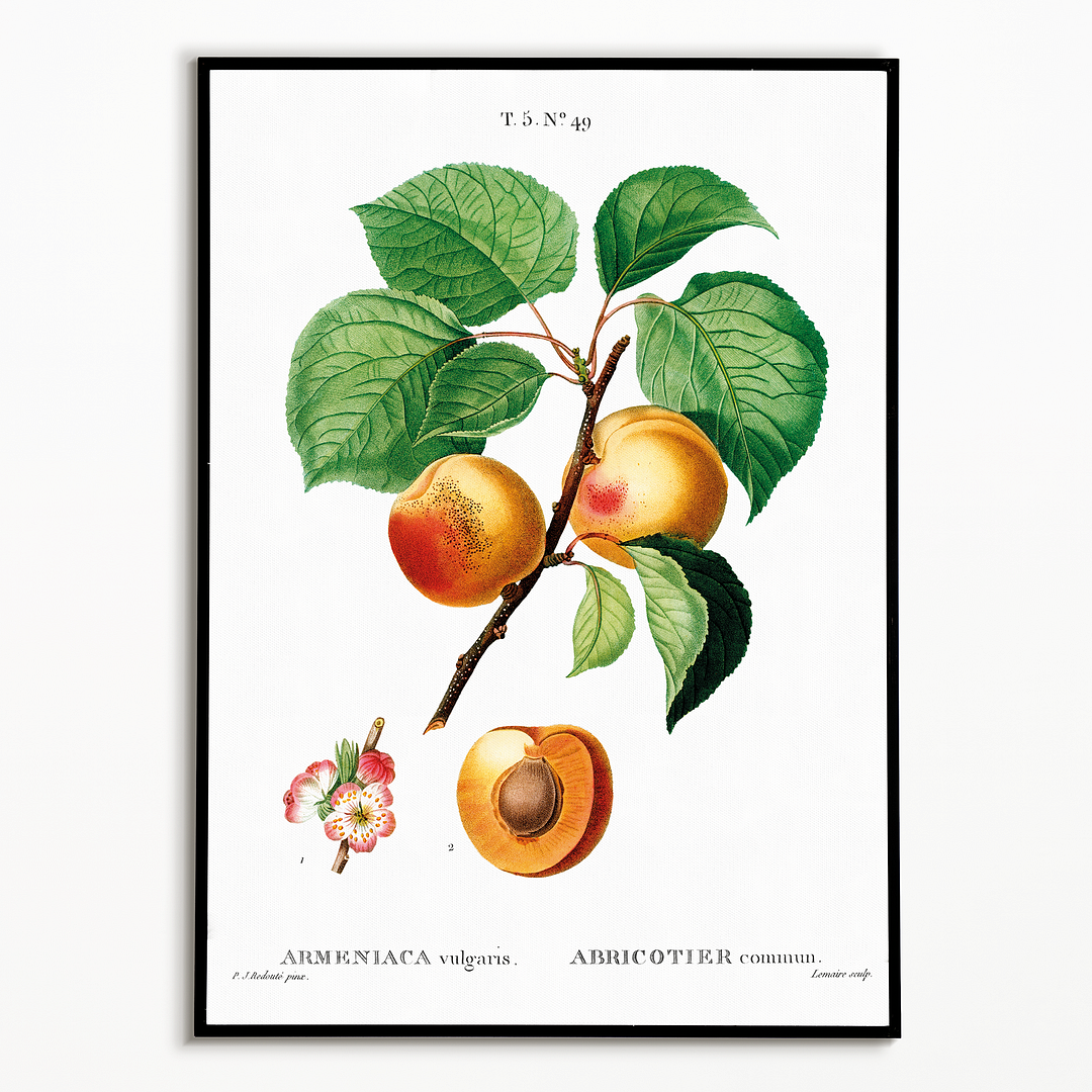 Apricon By Pierre-Joseph Redouté - Art Print