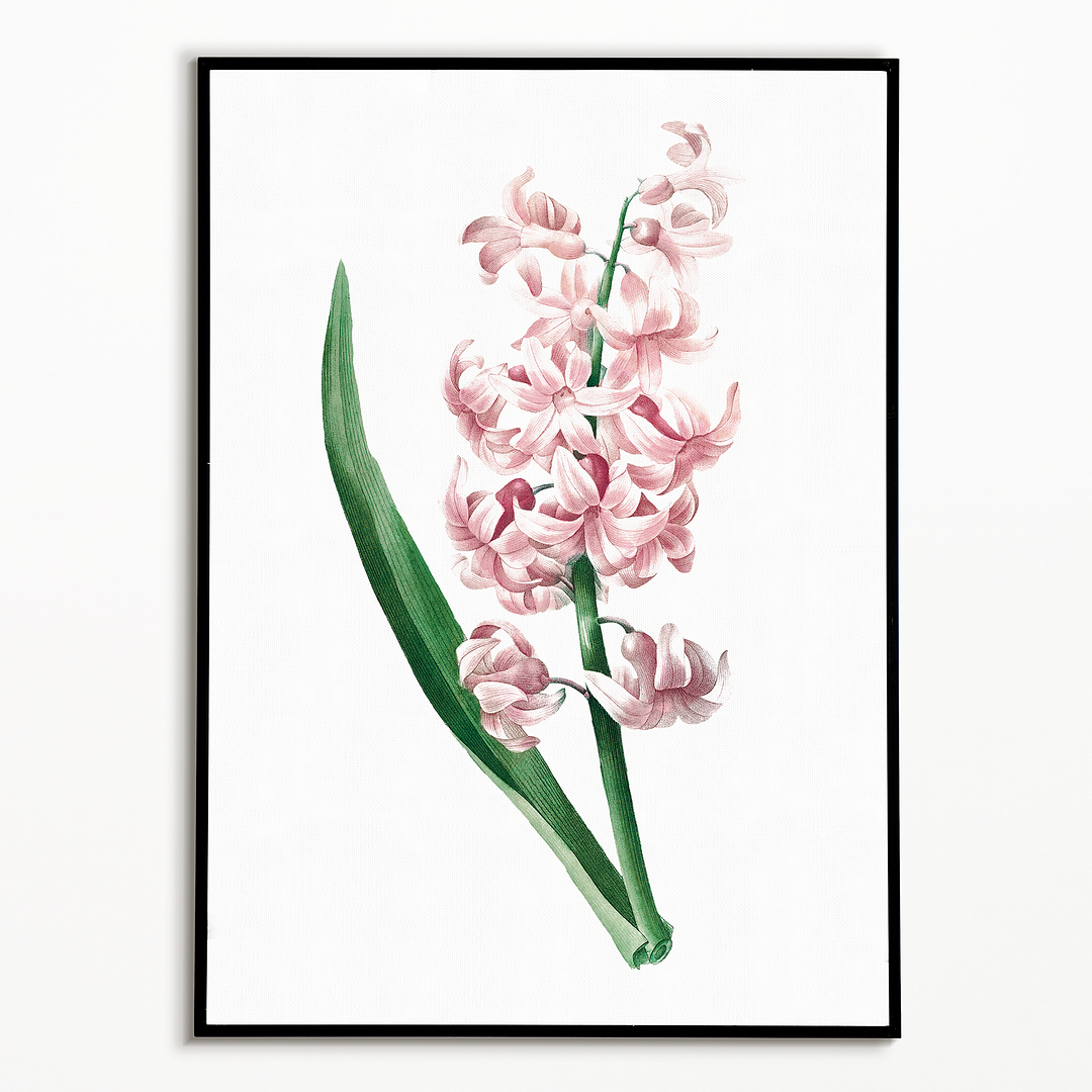 Pink Hyacinth By Pierre-Joseph Redouté - Art Print