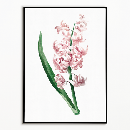 Pink Hyacinth By Pierre-Joseph Redouté - Art Print