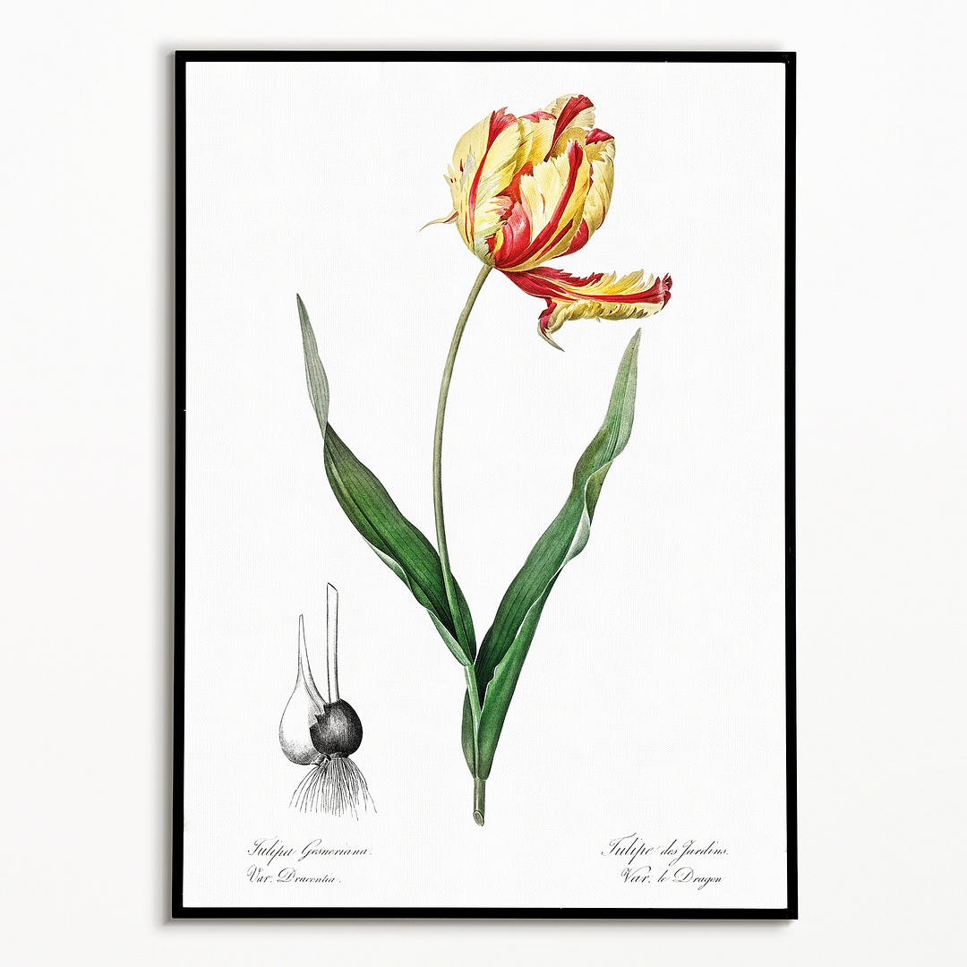 Didier's tulip By Pierre-Joseph Redouté - Art Print