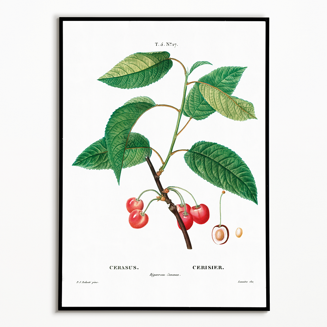 Cherry  By Pierre-Joseph Redouté - Art Print