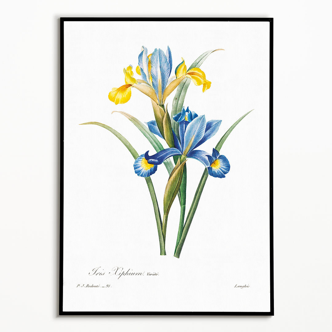 Spanish iris By Pierre-Joseph Redouté - Art Print