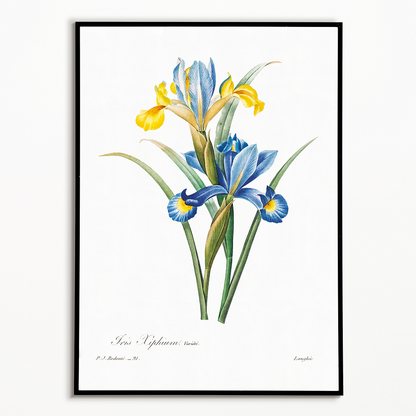 Spanish iris By Pierre-Joseph Redouté - Art Print