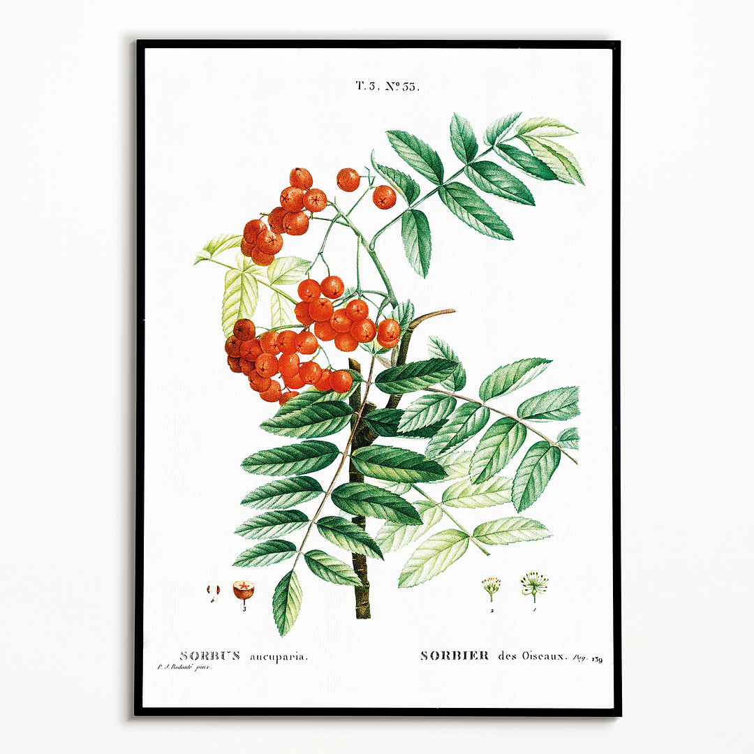 Mountain ash By Pierre-Joseph Redouté - Art Print