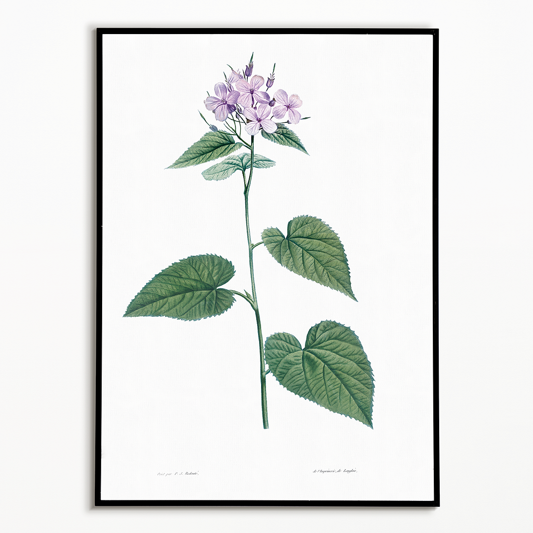 Morning-glory By Pierre-Joseph Redouté - Art Print