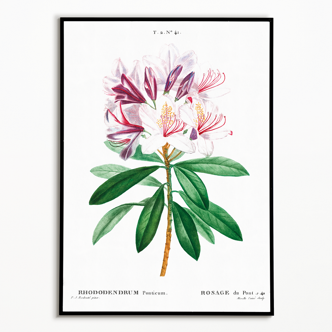 Rhododendron ponticum By Pierre-Joseph Redouté - Art Print