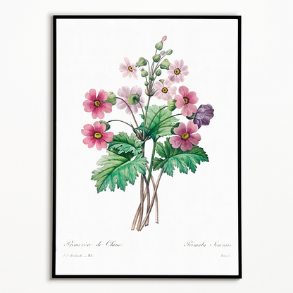 The Chinese primrose By Pierre-Joseph Redouté - Art Print