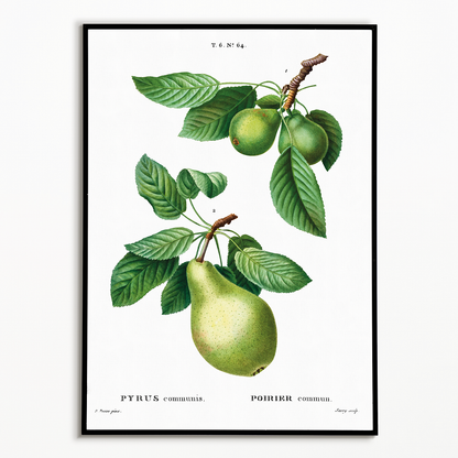 Pear By Pierre-Joseph Redouté - Art Print