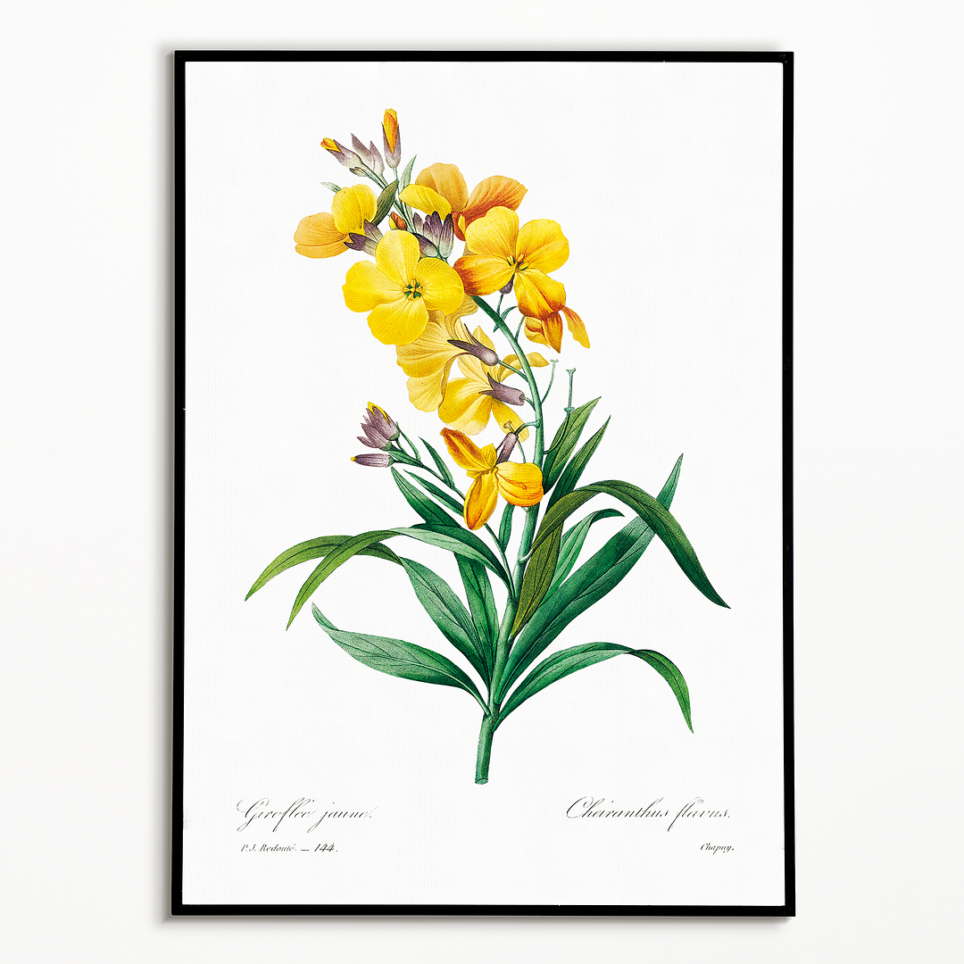 Wallflower By Pierre-Joseph Redouté - Art Print