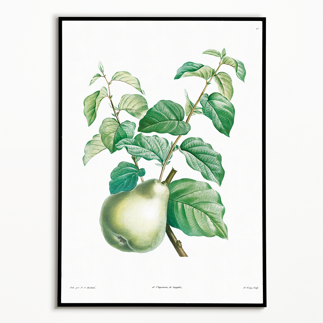 Pear fruit By Pierre-Joseph Redouté - Art Print