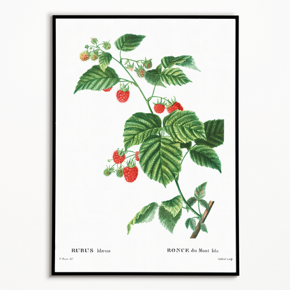 European Raspberry By Pierre-Joseph Redouté - Art Print