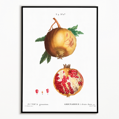 Pomegranate By Pierre-Joseph Redouté - Art Print