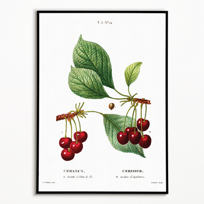 Cherry II By Pierre-Joseph Redouté - Art Print