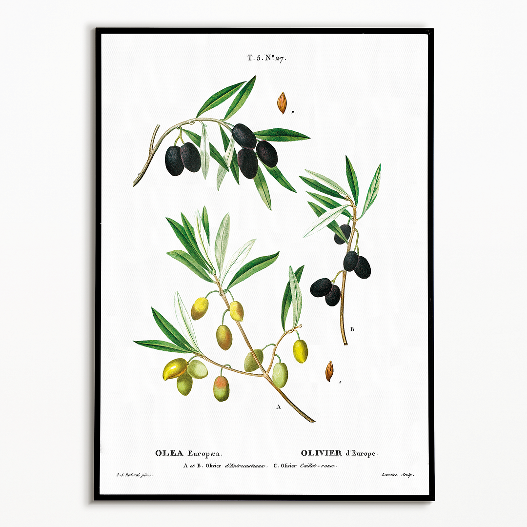 Olive II  By Pierre-Joseph Redouté - Art Print