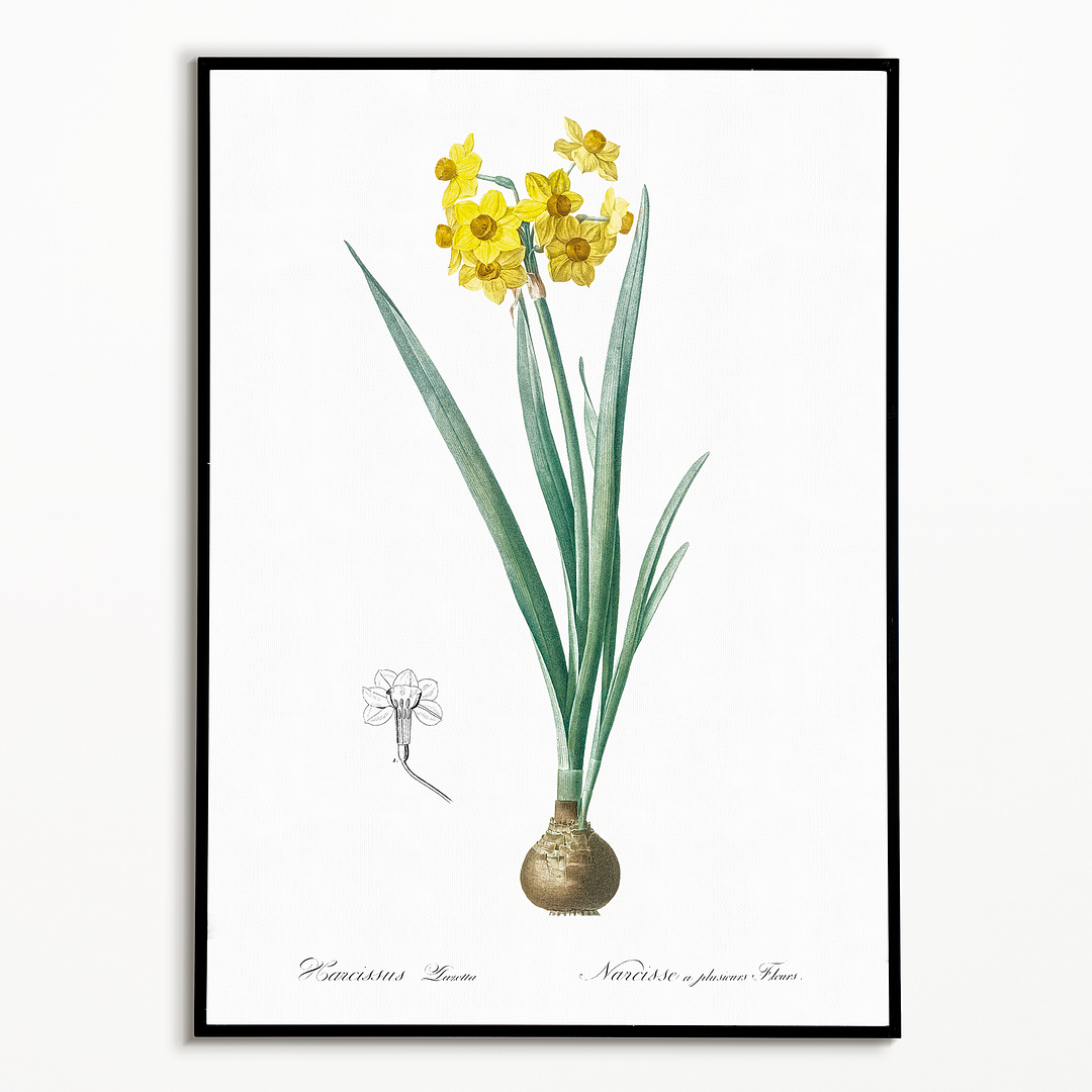 Daffodil  By Pierre-Joseph Redouté - Art Print