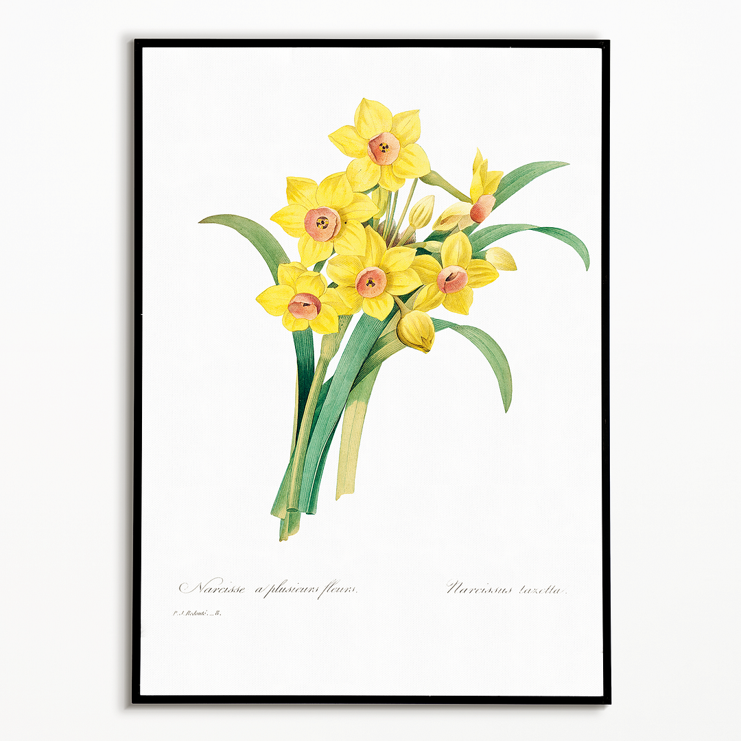 Chinese sacred lily By Pierre-Joseph Redouté - Art Print