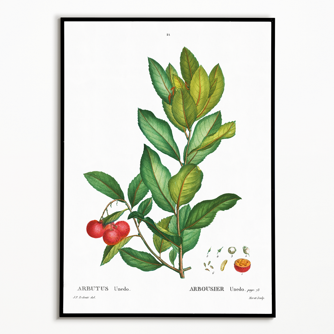 Strawberry tree By Pierre-Joseph Redouté - Art Print