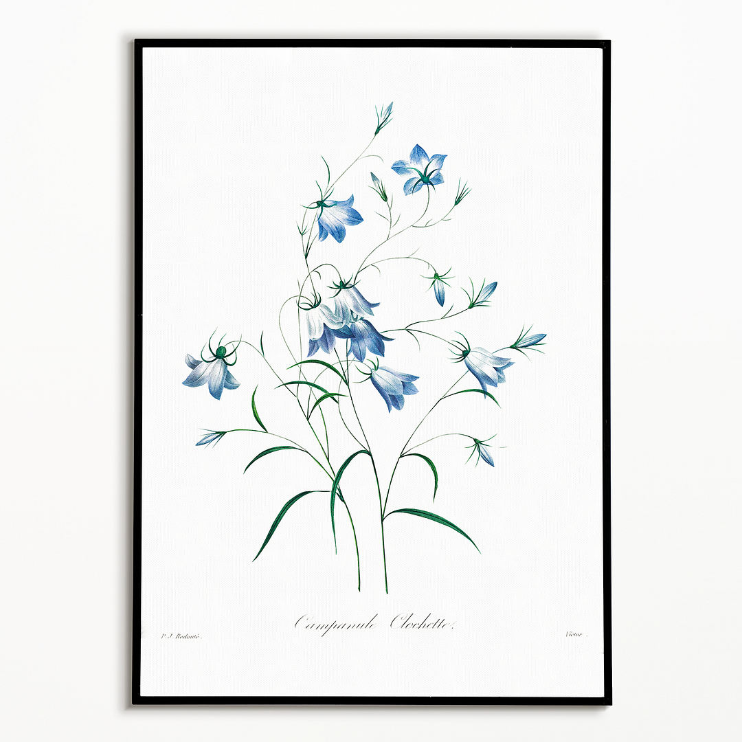 Campanule  By Pierre-Joseph Redouté - Art Print