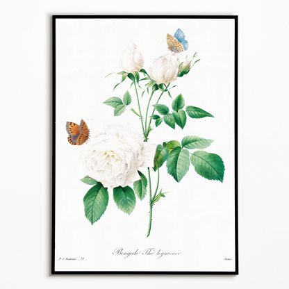 White rose By Pierre-Joseph Redouté - Art Print