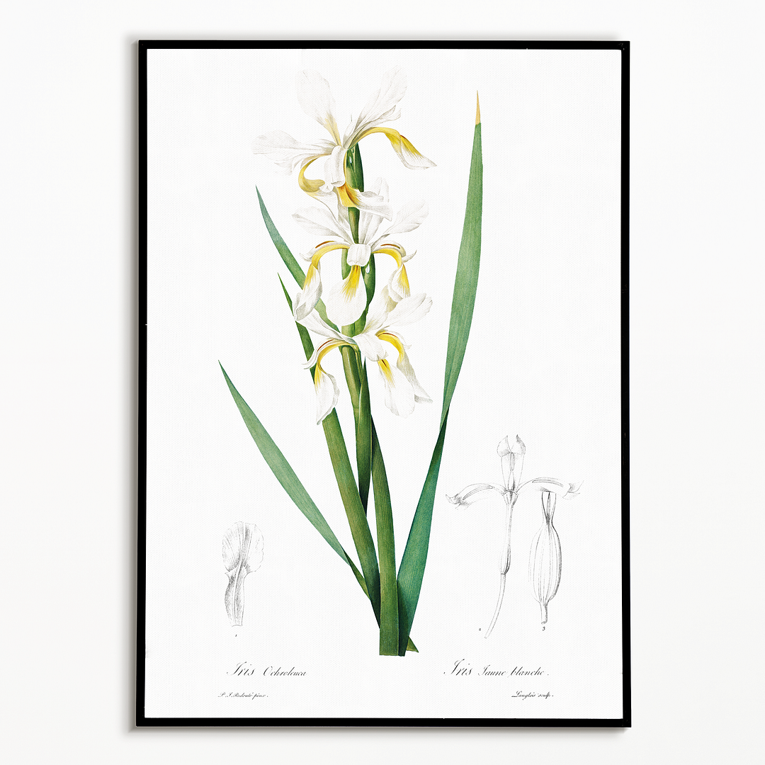 Gold-banded Iris By Pierre-Joseph Redouté - Art Print