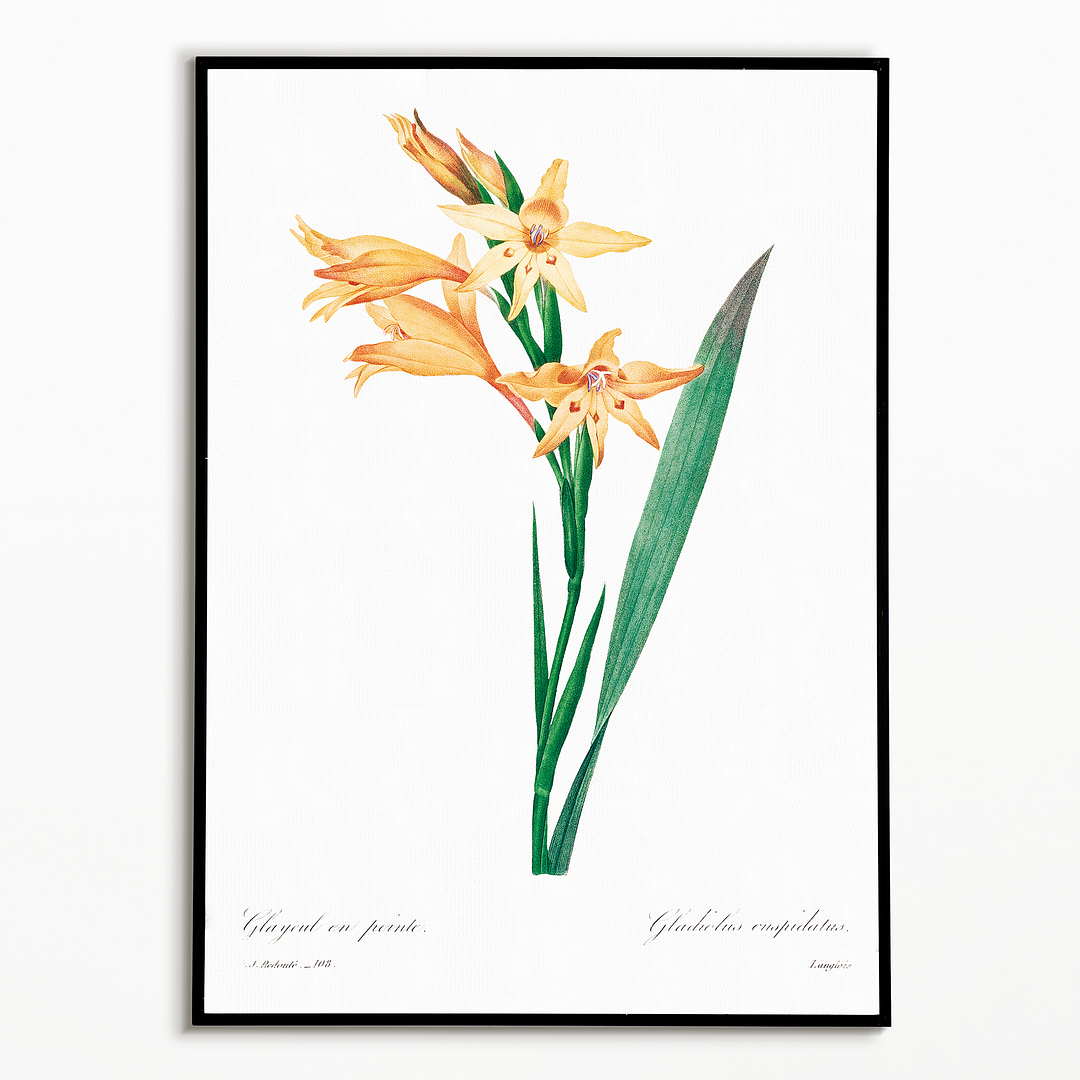 Gladiolus By Pierre-Joseph Redouté - Art Print