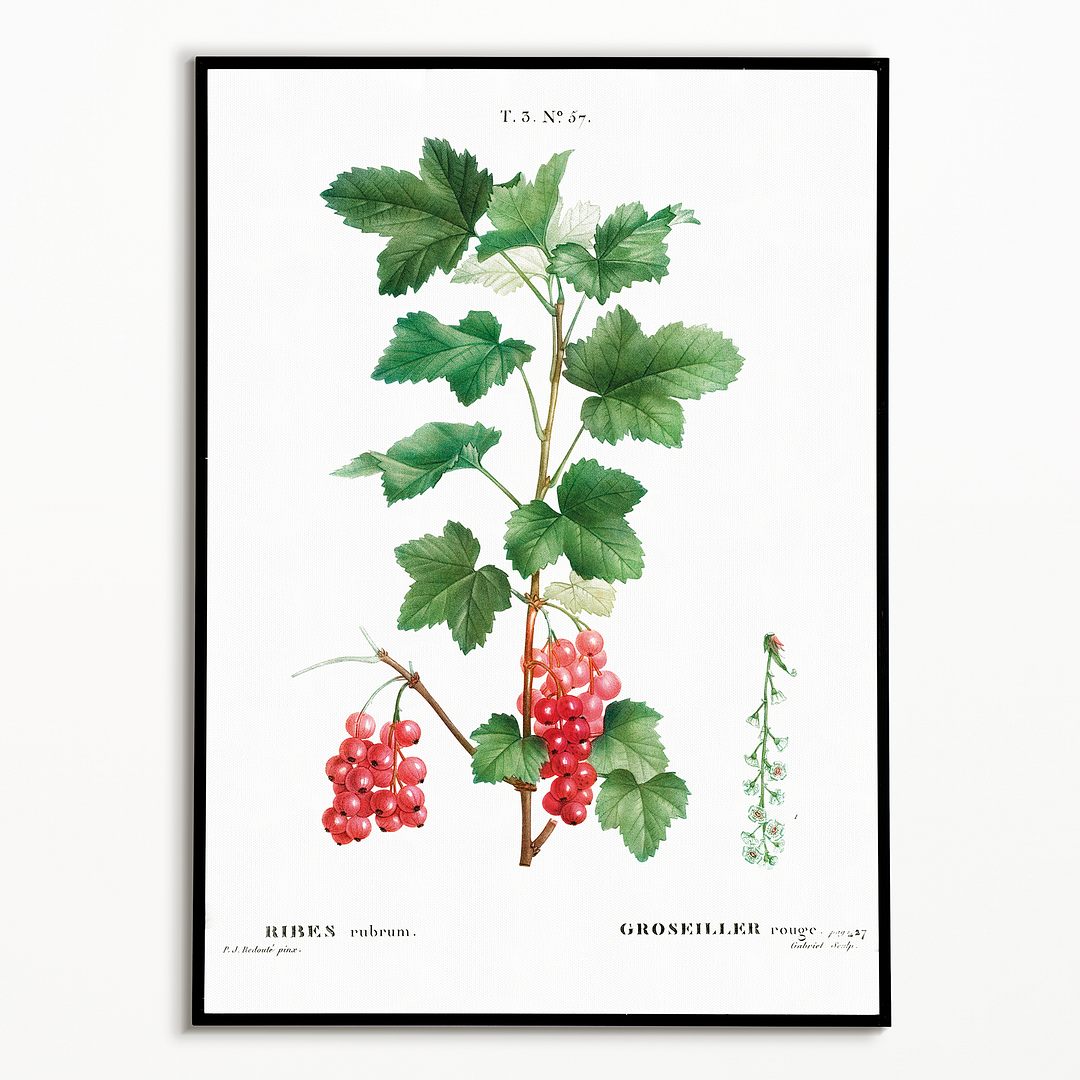 Redcurrant By Pierre-Joseph Redouté - Art Print