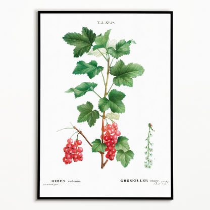 Redcurrant By Pierre-Joseph Redouté - Art Print