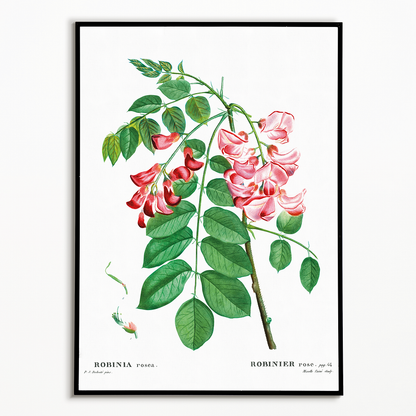 Robinia rosea By Pierre-Joseph Redouté - Art Print