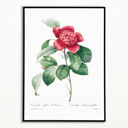 Red Anemone Camellia By Pierre-Joseph Redouté - Art Print