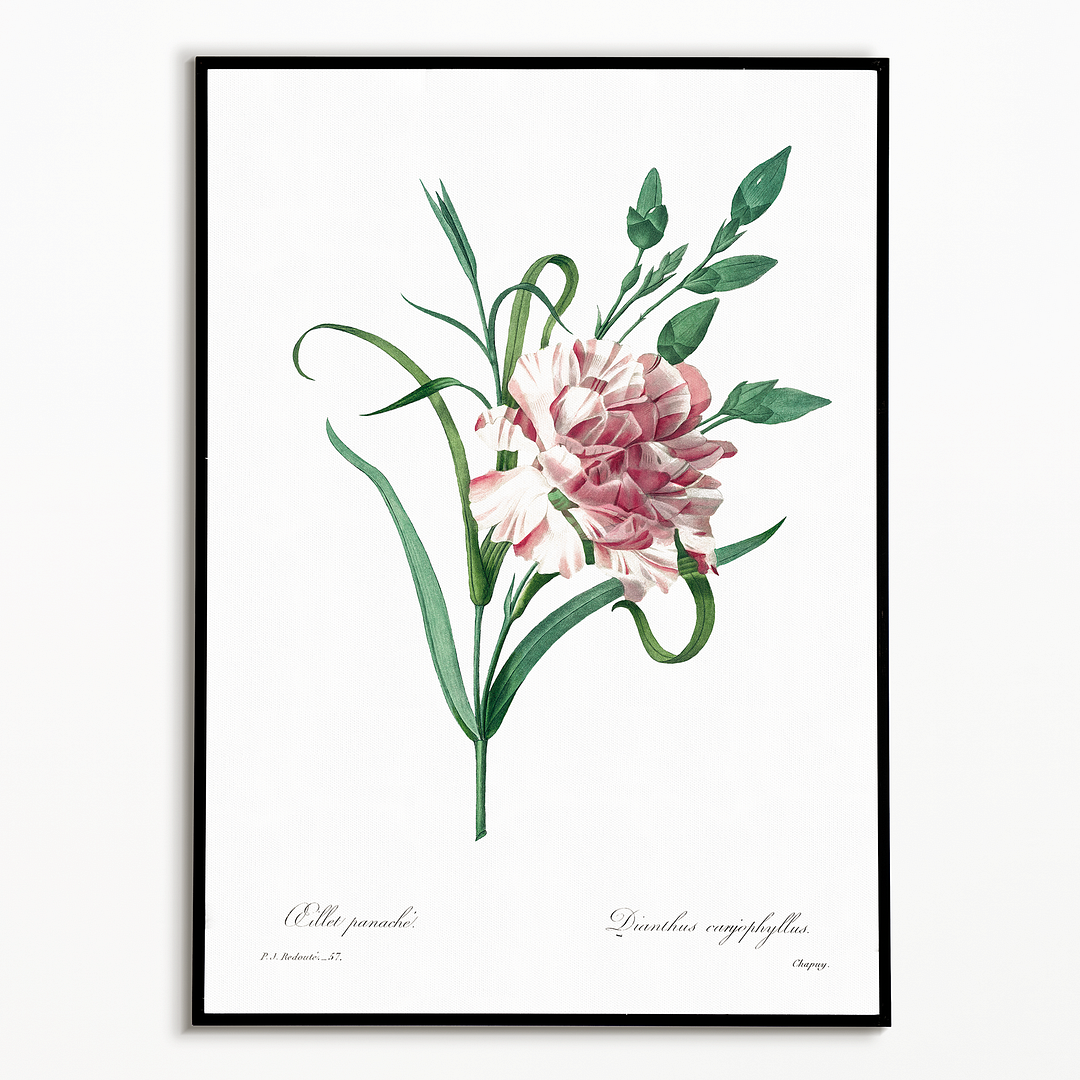 Carnation By Pierre-Joseph Redouté - Art Print