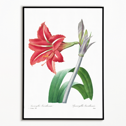 Brazilian Amaryllis By Pierre-Joseph Redouté - Art Print